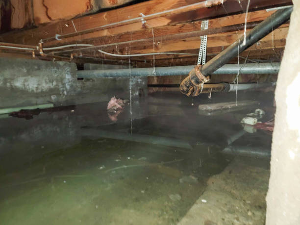 Best Water damage cleanup near me  in Belle Meade, TN